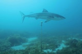 A white shark swims past a receiver underwater