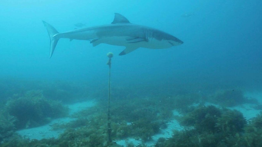 A white shark swims past a receiver underwater