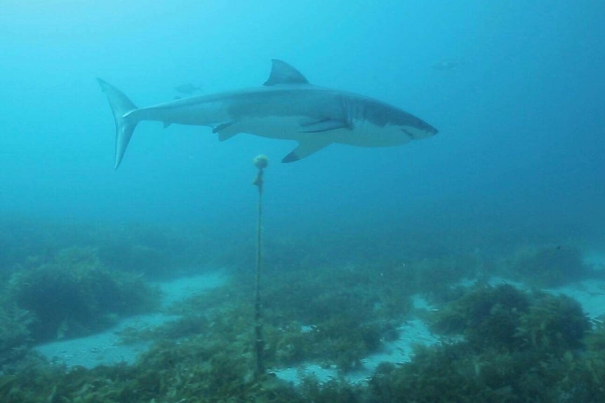 A white shark swims past a receiver underwater