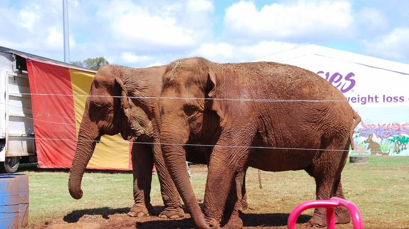 Circus elephants