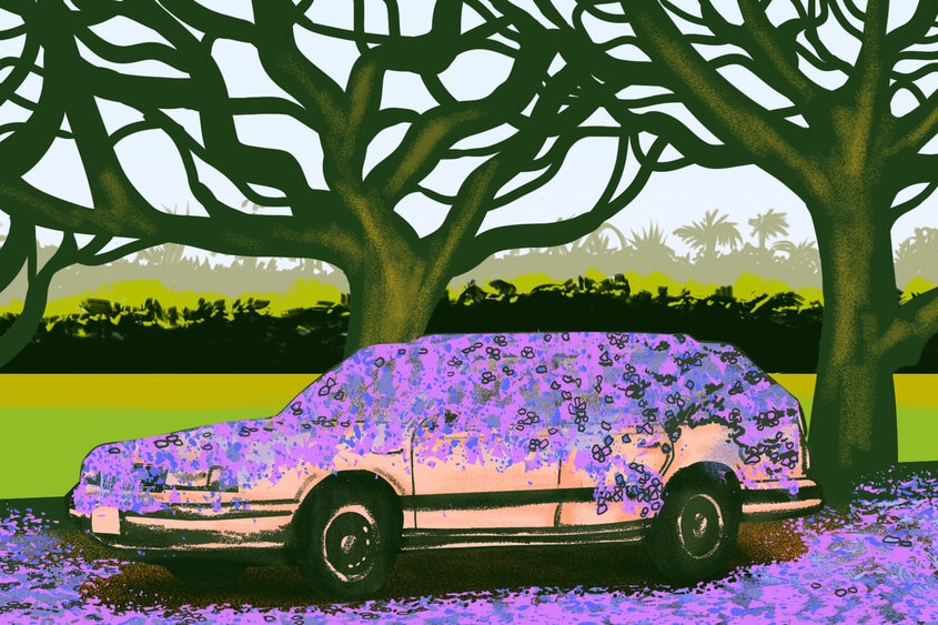Pinky purple flowers are seen coating an old car in a park, with empty jacaranda branches above.