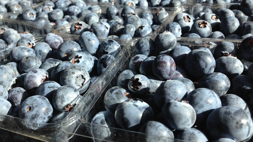 Punnets of freshly-picked blueberries are lined up side by side in a crate