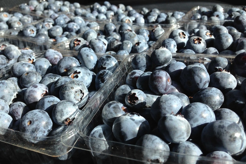 Punnets of freshly-picked blueberries are lined up side by side in a crate