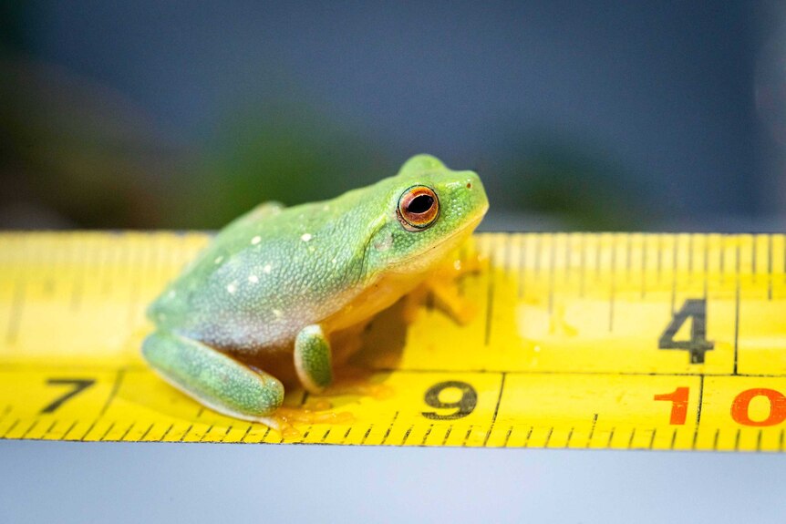 Picture shows a  bright green frog on a yellow measuring tape that shows he is just under 2cm long.