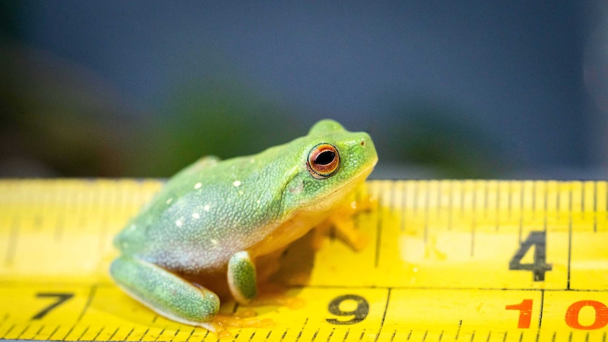 Picture shows a  bright green frog on a yellow measuring tape that shows he is just under 2cm long.