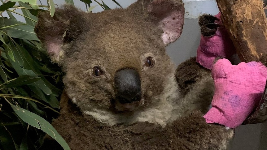 A badly burnt koala named Anwen wearing pink mitts in a laundry basket in the Koala Hospital in Port Macquarie.