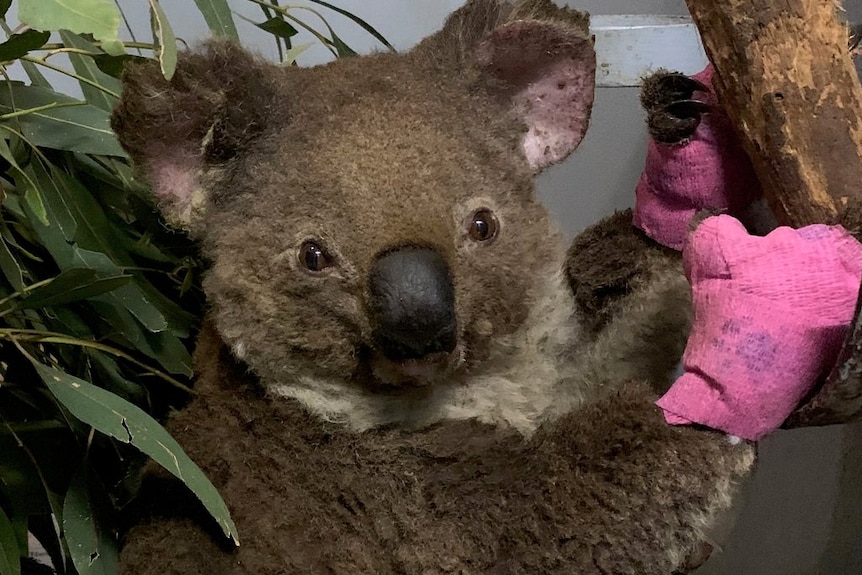 An injured koala wearin pink mittens to cover its burns.