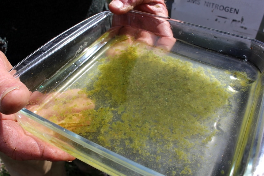 Hands holding a glass tray containing water and algae.