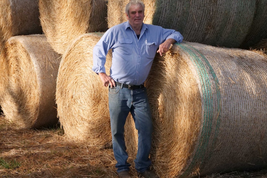 An older man with a blue shirt and blue jeans leaning on bales of hay.