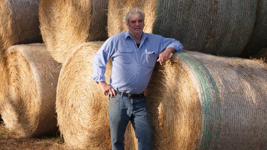 An older man with a blue shirt and blue jeans leaning on bales of hay.