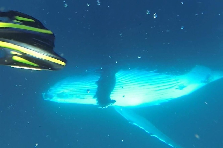 Whale swimming