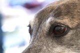 About 100 greyhounds are euthanased in Tasmania each year due to injury or poor performance.