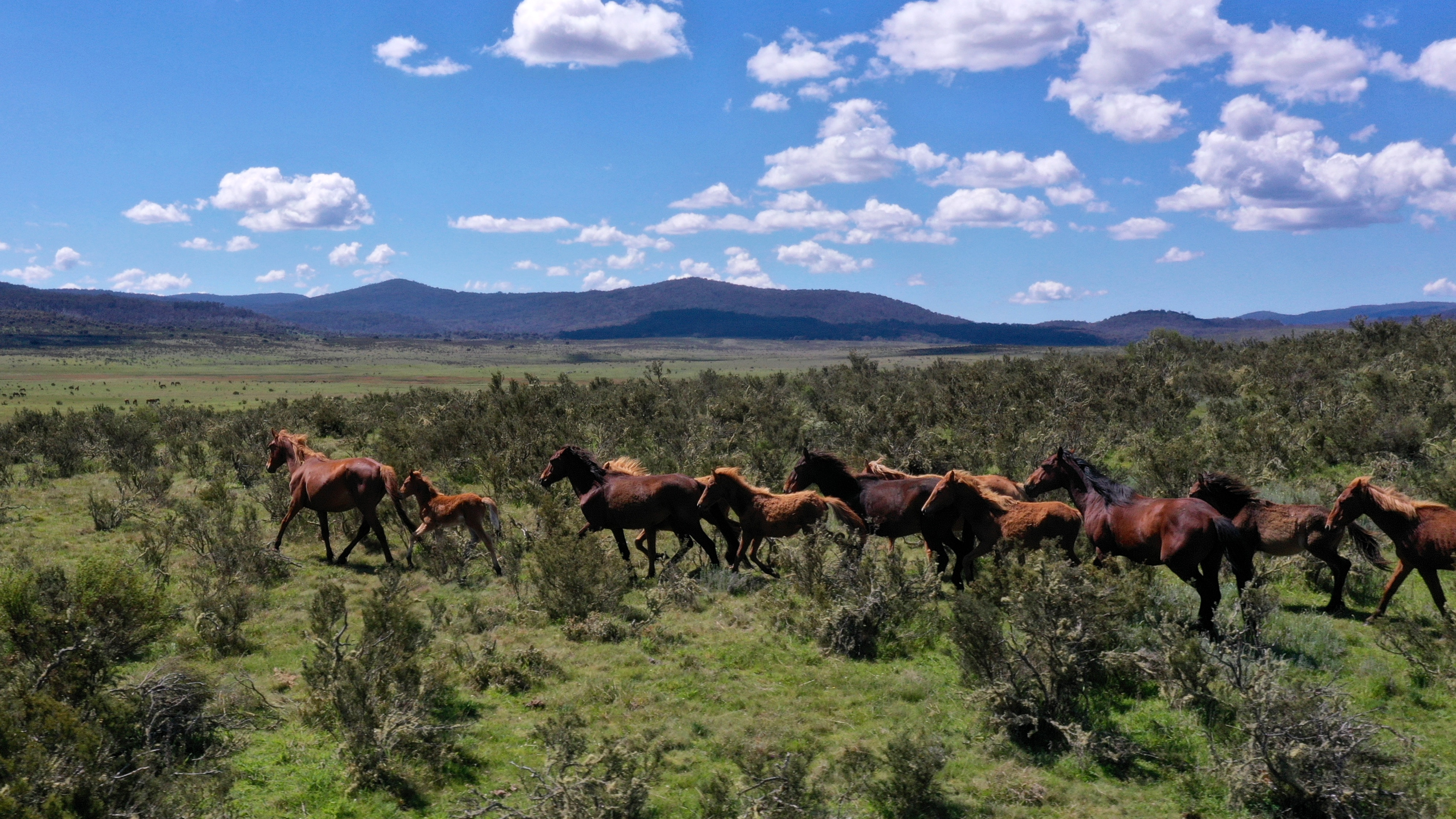 Nine brown horses run across a largely open plain, in the distance there are mountains.