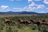 Nine brown horses run across a largely open plain, in the distance there are mountains.