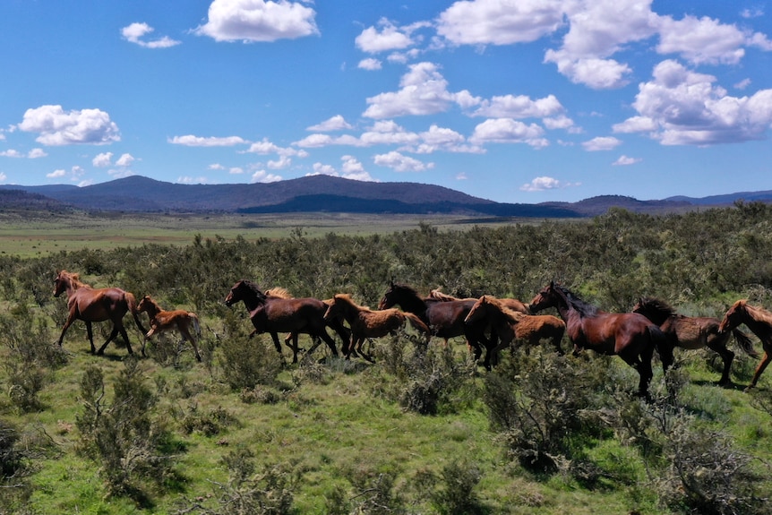 Nine brown horses run across a largely open plain, in the distance there are mountains.
