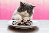 A photo of a white and grey cat reaching its paw out to get a plate of food, in an article about strange cat behaviours.