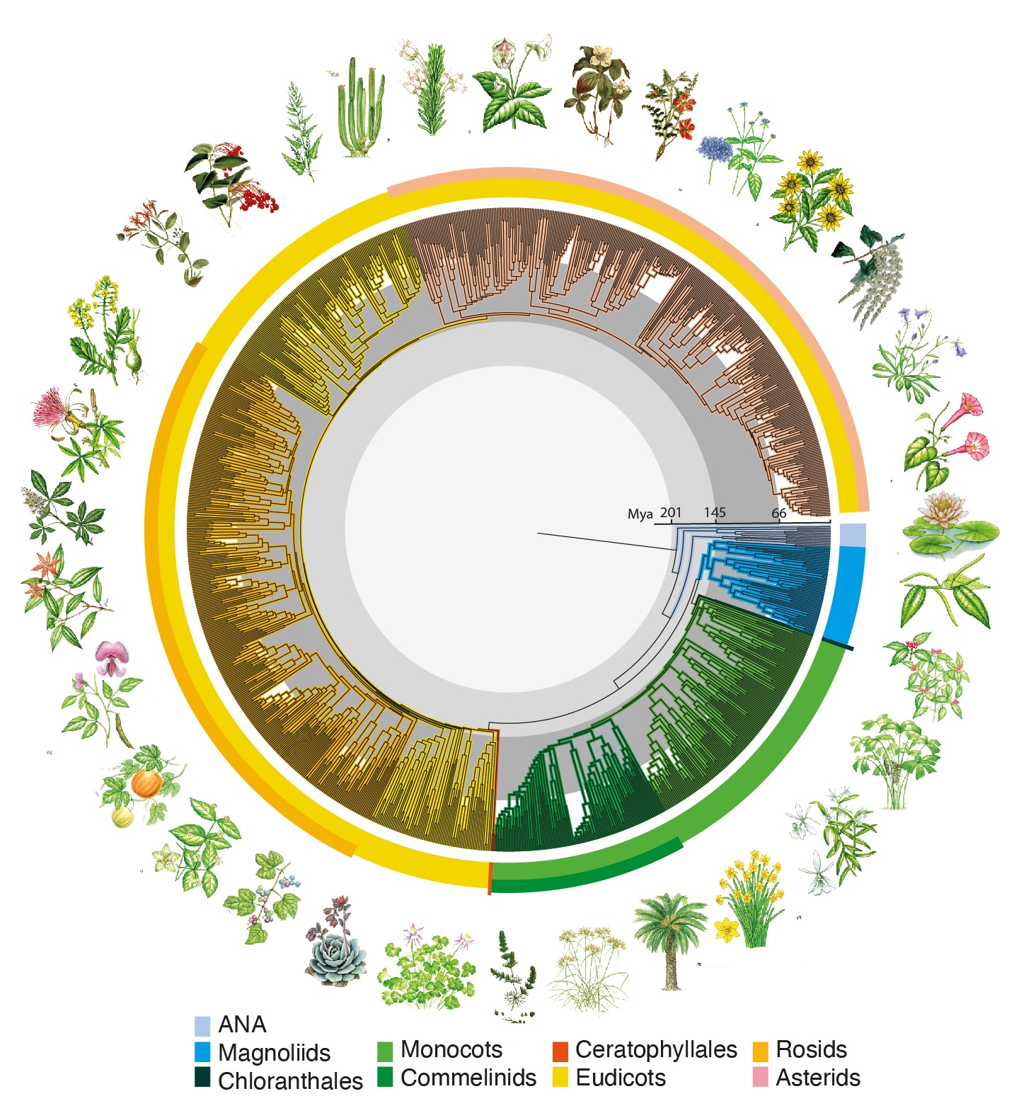 Et diagram, der viser de blomstrende planters evolutionære træ