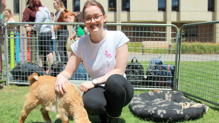 Student pats a small goat inside a petting zoo.