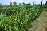 Rows of tropical flowers at Jan Hintze's farm outside of Darwin.
