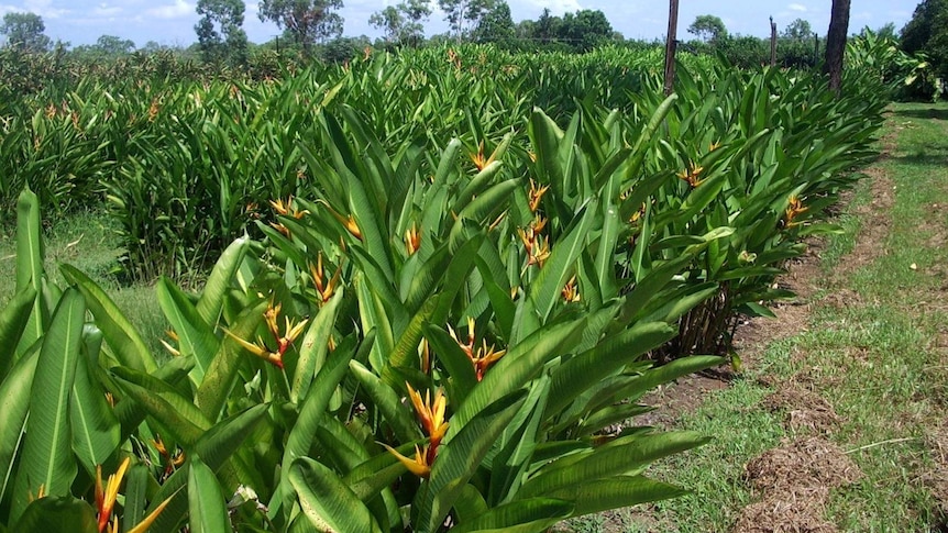 Rows of tropical flowers at Jan Hintze's farm outside of Darwin.