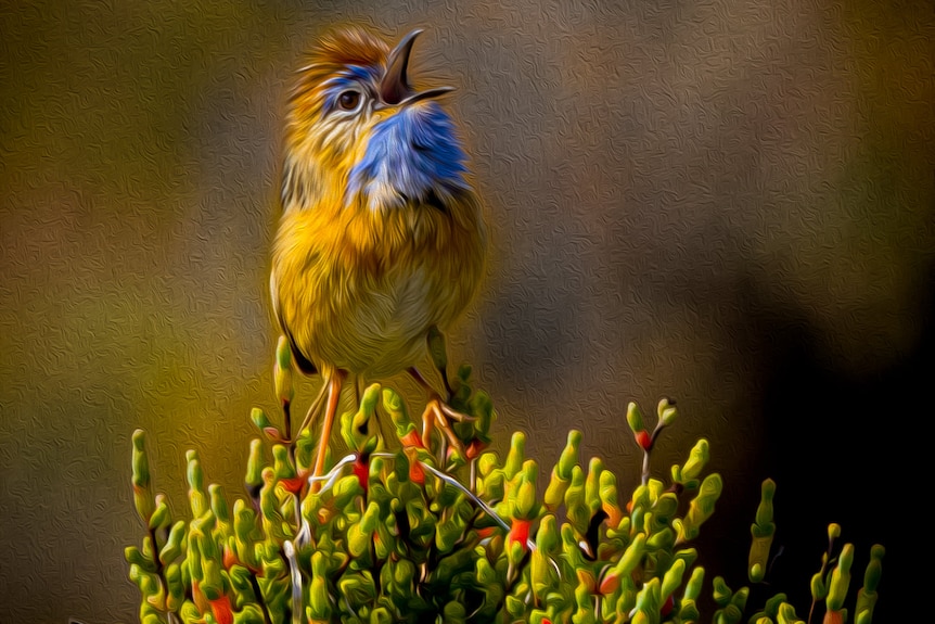A small bird with yellow feathers and blue chest, on samphire, blurred background.