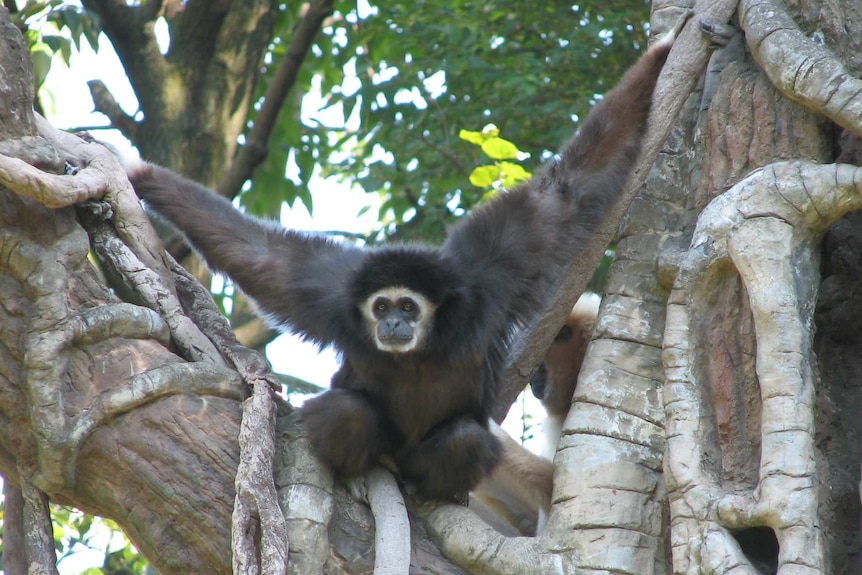 Lar gibbon