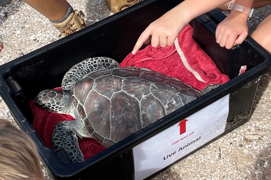 A turtle in a black plastic tub on the beach with children's hands pointing at it.