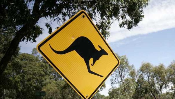 Kangaroo road sign