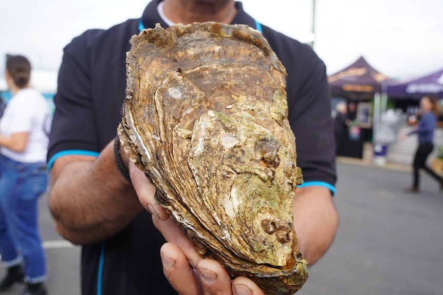 oyster record 4