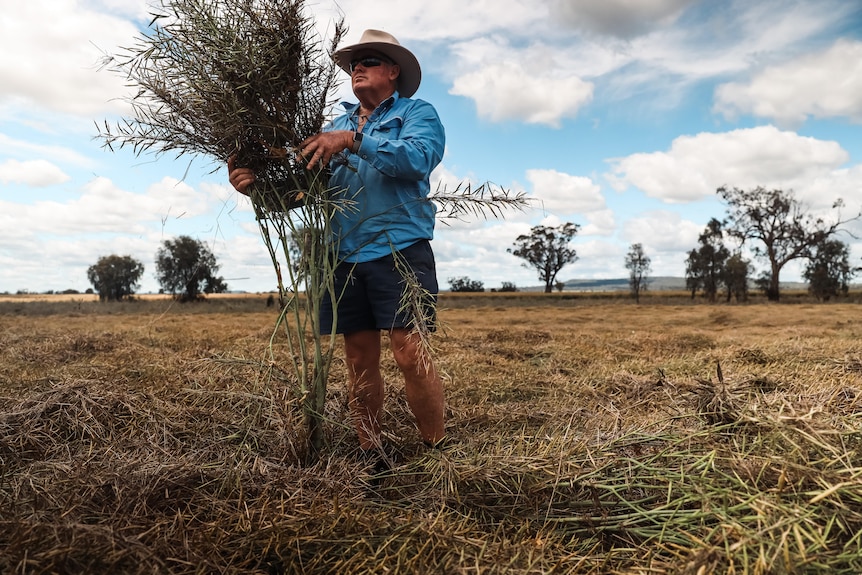 A man in a long-sleeve blue work shirt, dark shorts and an Akubra hat holds up canola plants that have been flattened by floods
