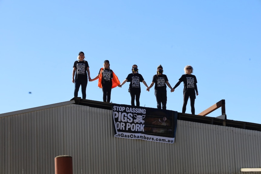 Protesters on the roof of a pig processing facility
