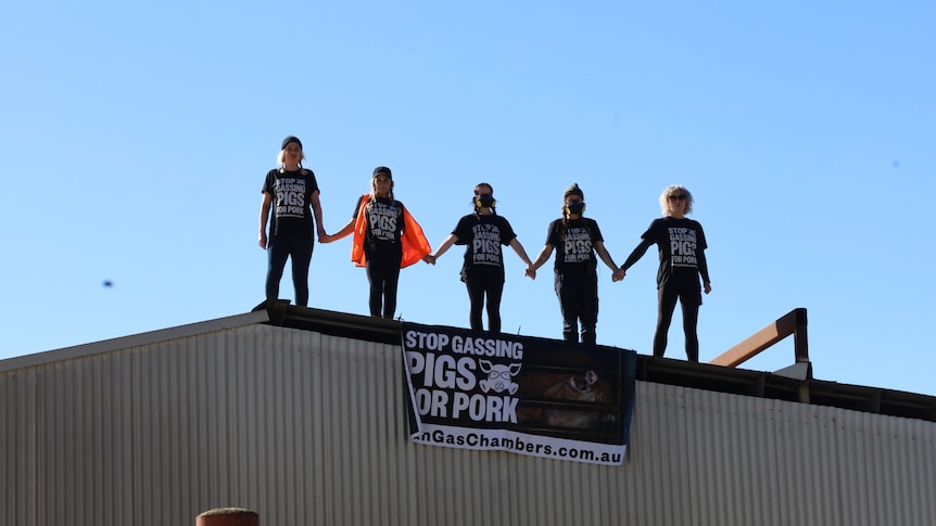Protesters on the roof of a Benalla pig processing facility