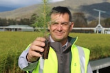 A man wearing a high-viz vest holds out a pine seedling 