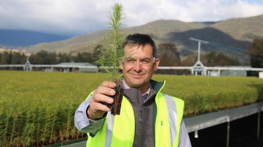 A man wearing a high-viz vest holds out a pine seedling 