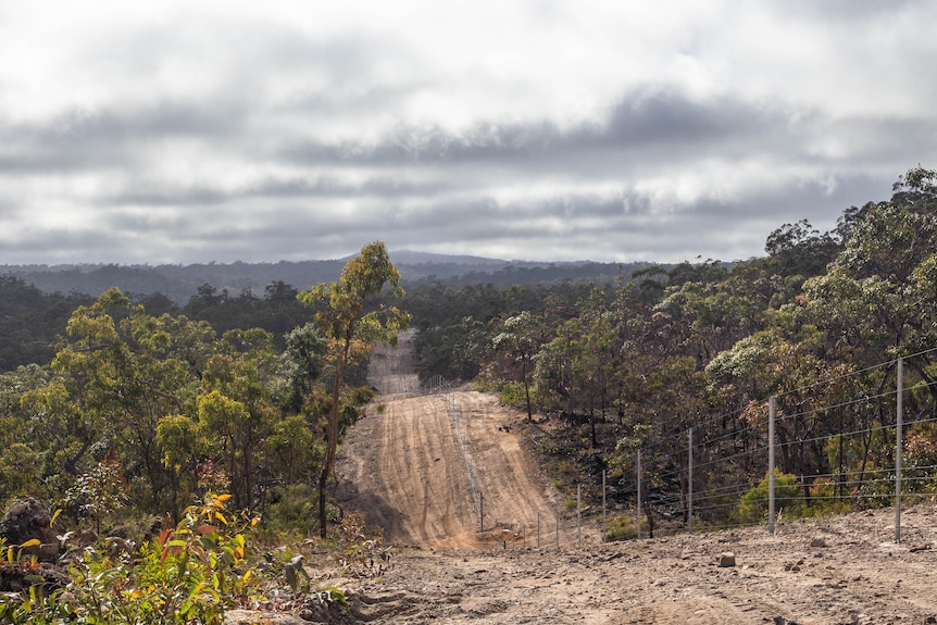 Fence posts line a long and undulating dirt road cutting through bushland.