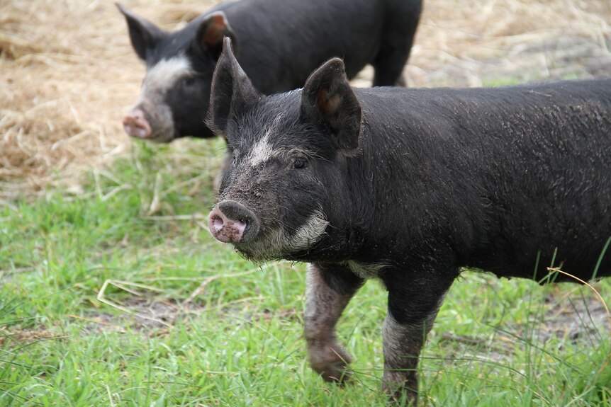 A berkshire pig in WA's south west