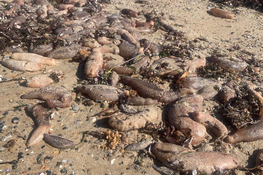 Dead sea cucumbers on a beach