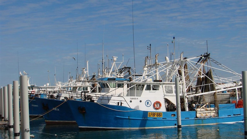 Prawn trawlers docked in harbour