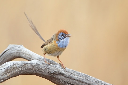 Mallee emu-wren