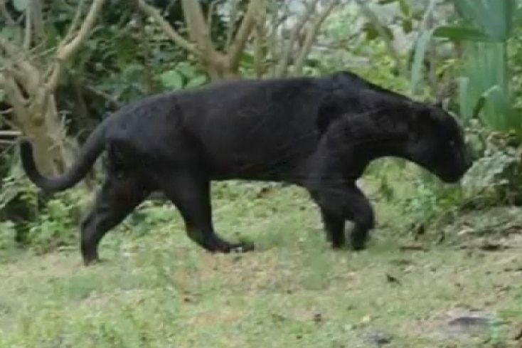 Lithgow panther an enduring mystery amid hundreds of sightings, claims of a  cover-up - ABC News