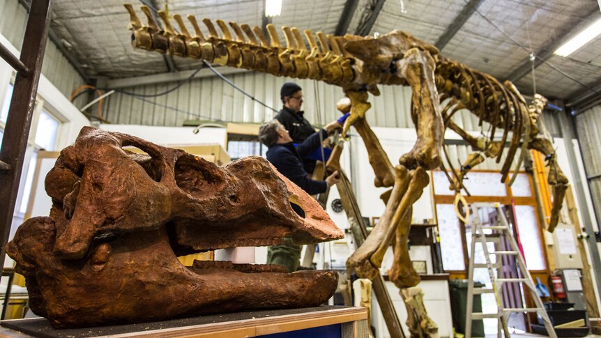 The skull of the Muttaburrasaurus in the foreground with the skeleton in the background and two workers.