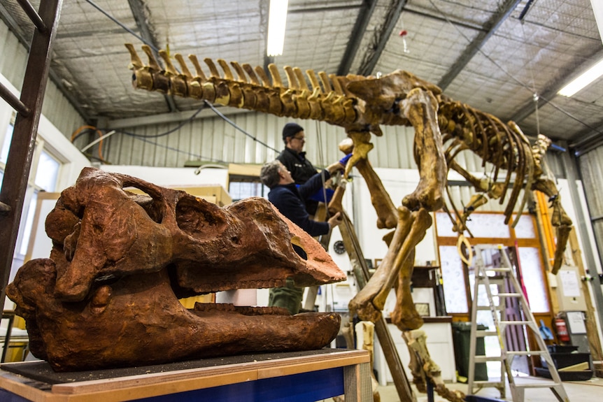 The skull of the Muttaburrasaurus in the foreground with the skeleton in the background and two workers.