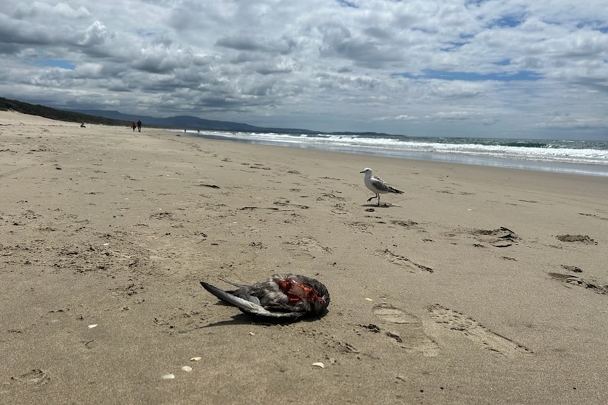 A dead bird lying on a beach beneath a cloudy sky.