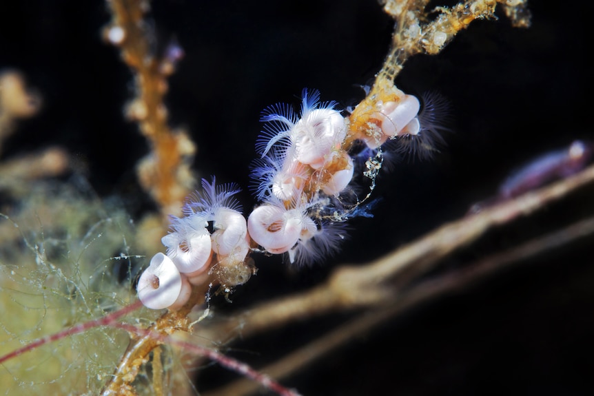 An underwater organism
