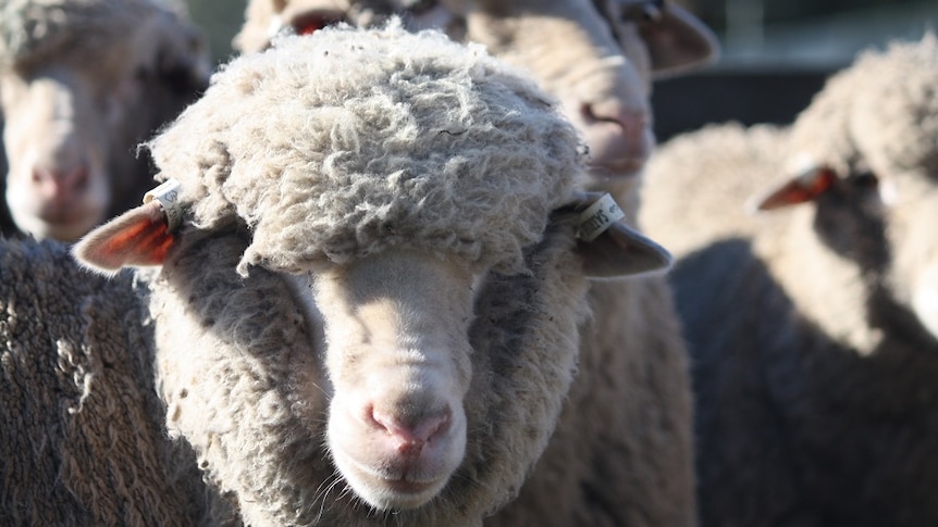 A sheep stands in a paddock in the South Australian town of Keyneton.