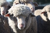A sheep stands in a paddock in the South Australian town of Keyneton.