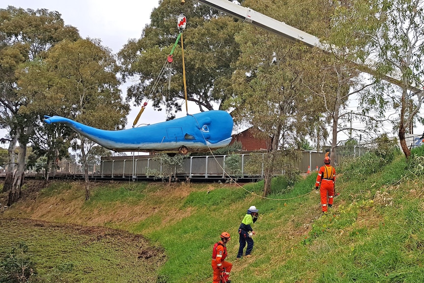 A crane lifts a large blue whale sculpture into the air, as SES volunteers watch on from the side of a grassy slope