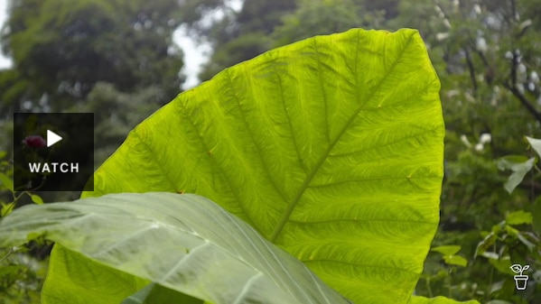A large leaf from the Elephant Ear plant. Has Video.