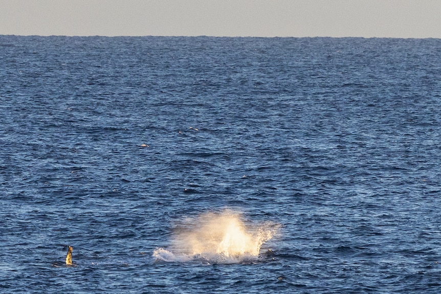 A humpback whale splashing the surface of the water