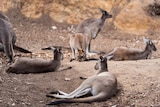 A kangaroo hops through the inside of a country style pub